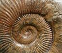 Pseudogrammoceras Ammonite - France #4333-4